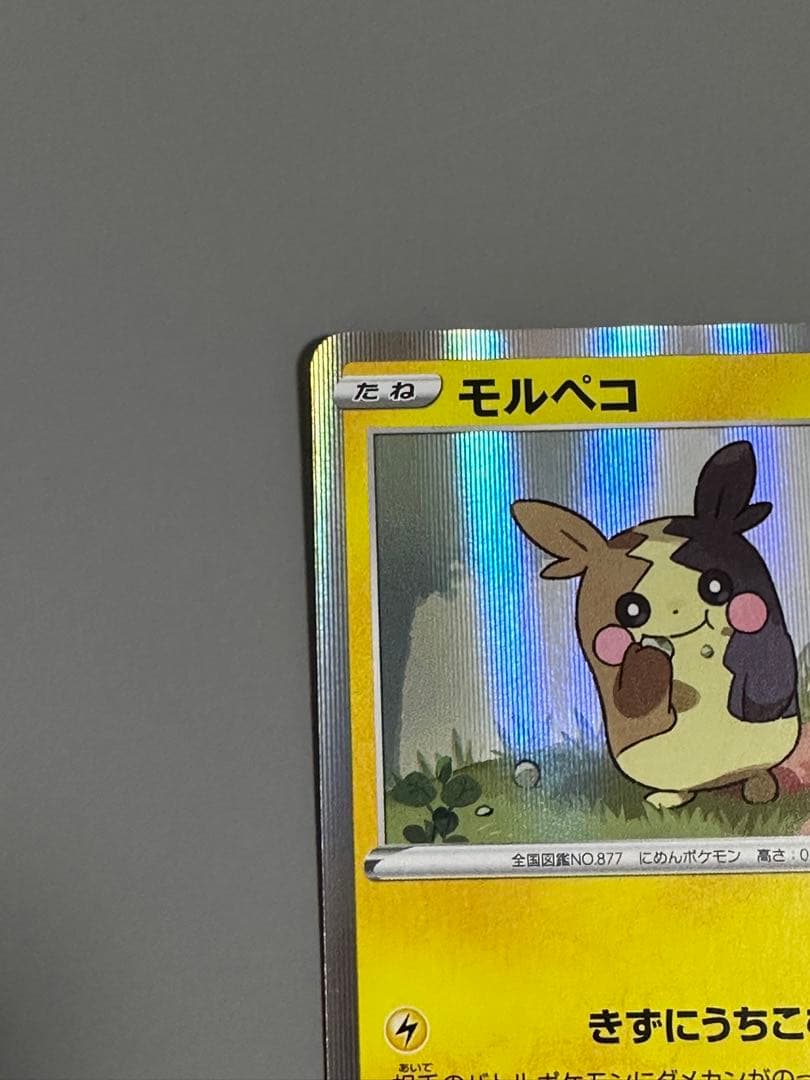 モルペコプロモ