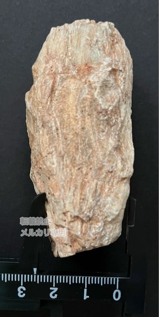 ペトリファイドウッド 珪化木 木の化石 マダガスカル産