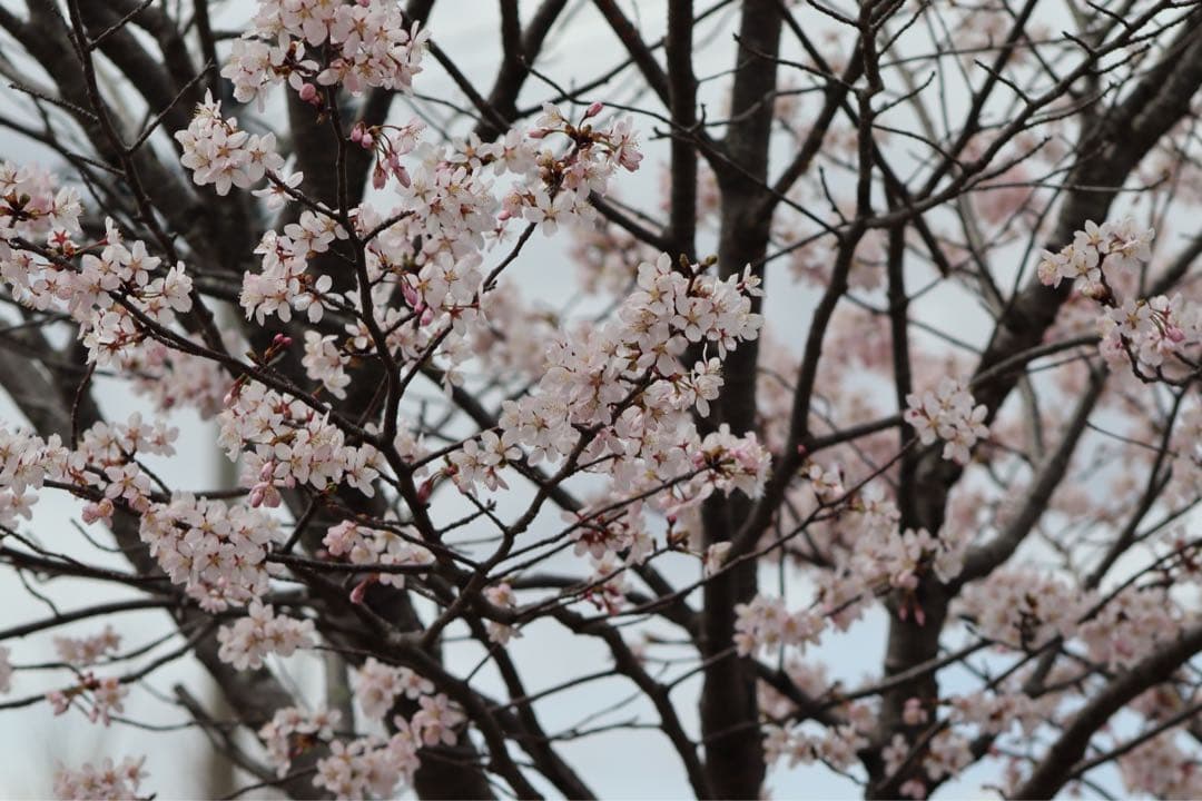 運動会に⭐️Canon EOS Kiss X10 ダブルズーム カメラバッグ付き