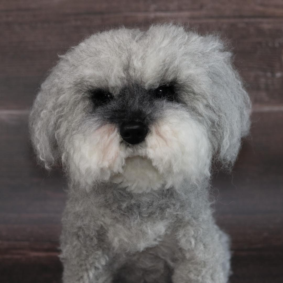 わんたさんさま専用　羊毛フェルト　犬　シュナウザー　Ｌサイズ　オーダー