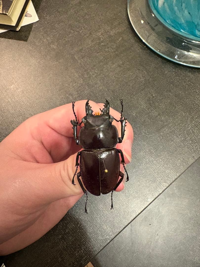 まめきゅうり