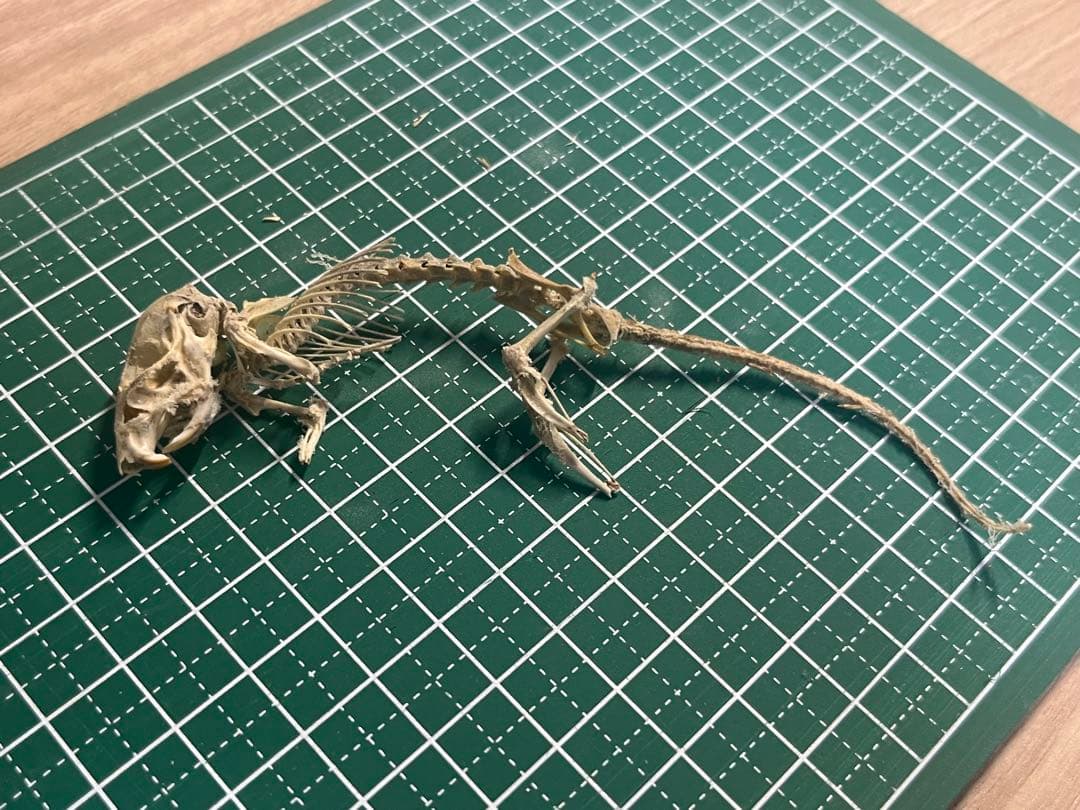 ヒメネズミの全身骨格