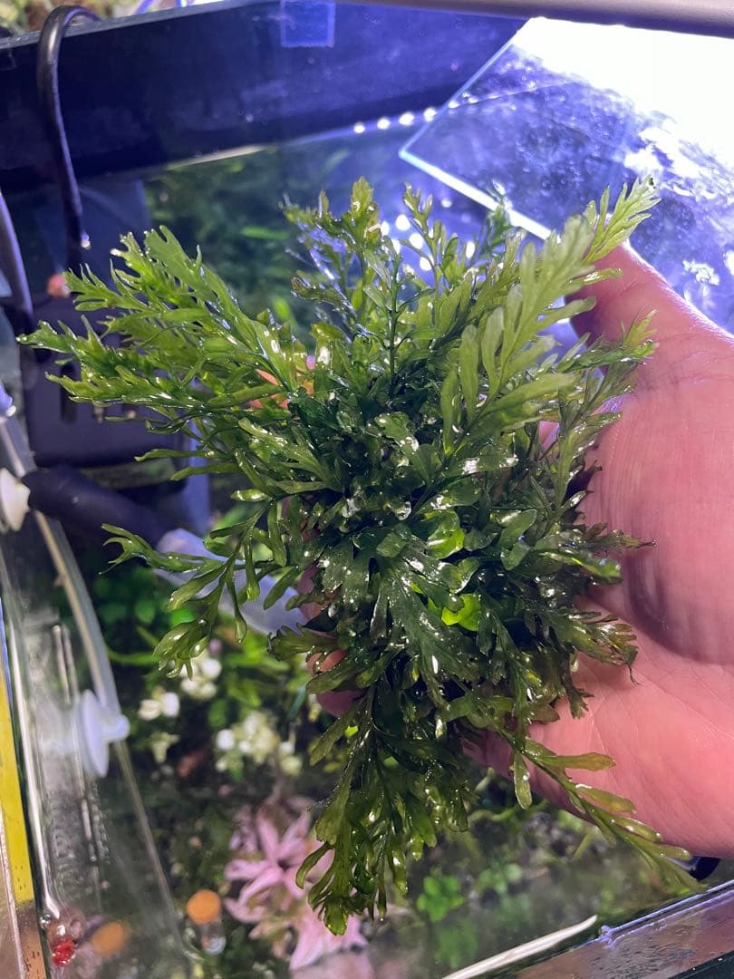 ボルビティス ギニア 流木付き
