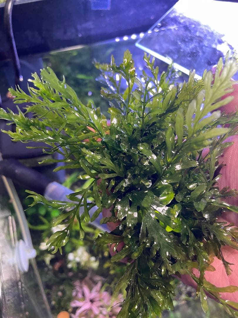 ボルビティス ギニア 流木付き