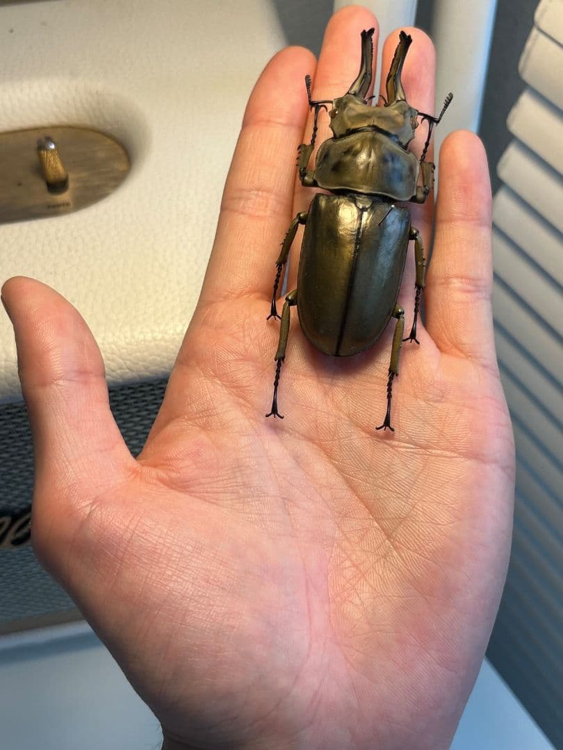 【WC76mm】ローゼンベルグオウゴンオニクワガタ 標本　タランドゥスオオツヤ
