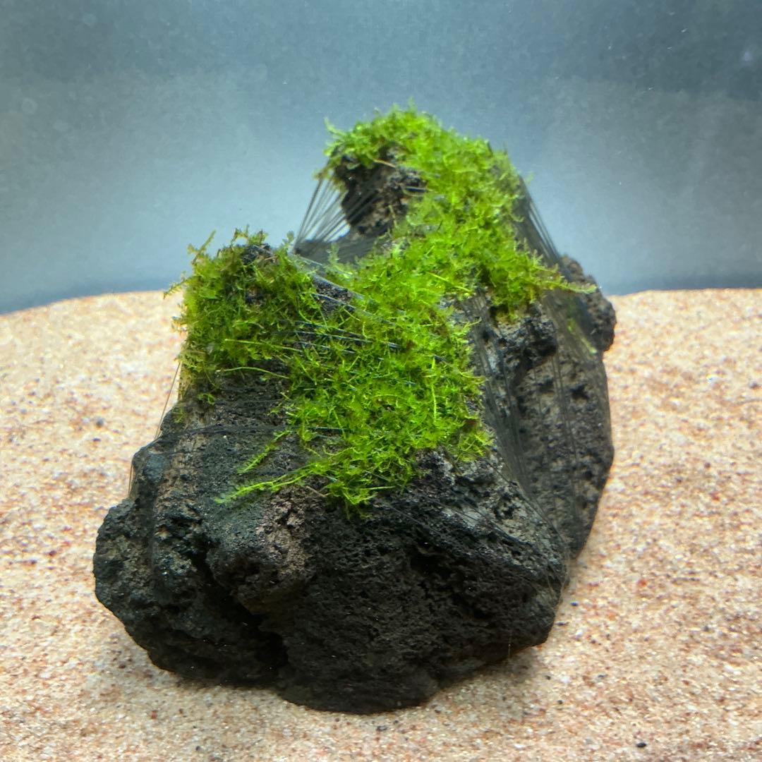 【第四種郵便】G南米モス活着ゴールデン付き流木とジャワモス活着溶岩石543g