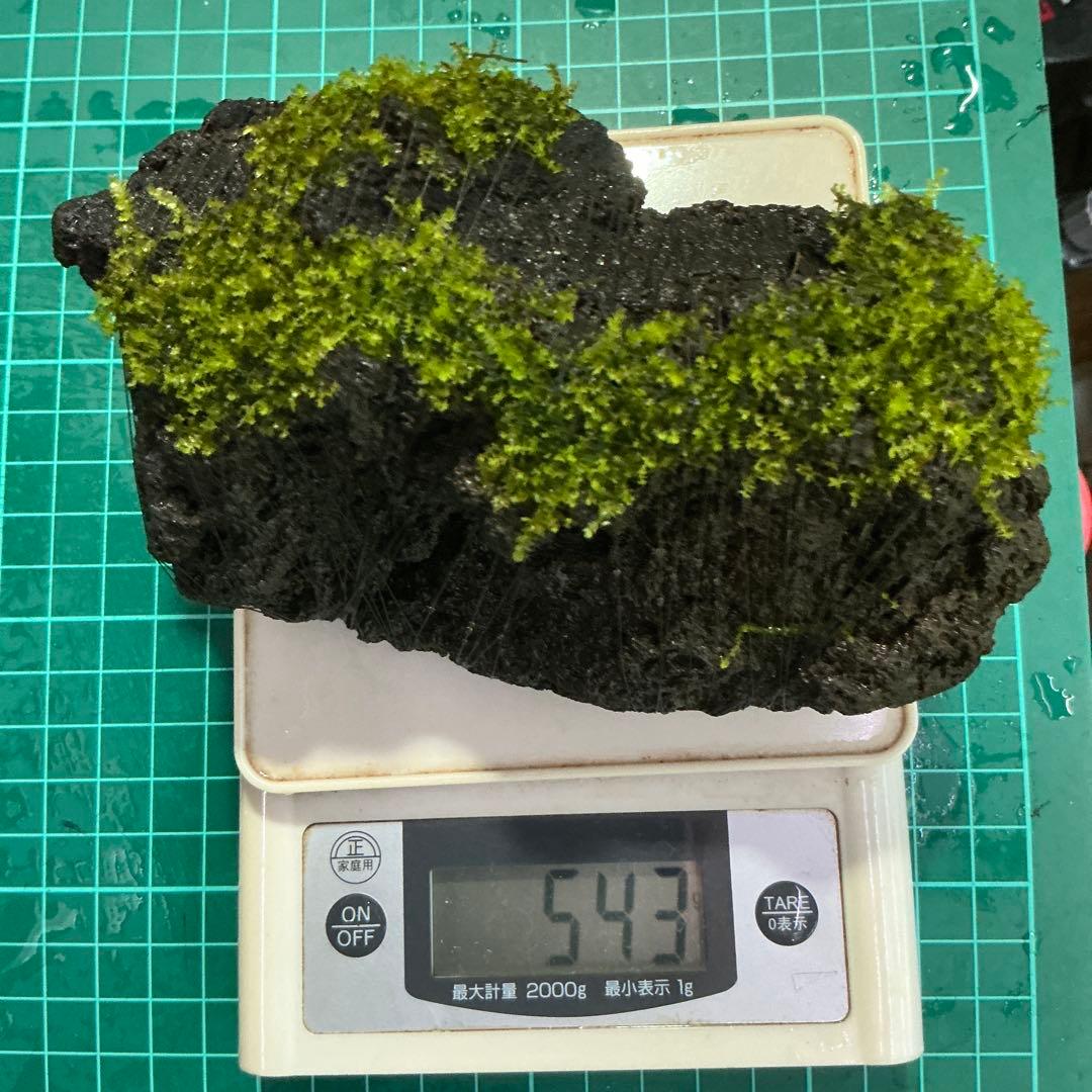 【第四種郵便】G南米モス活着ゴールデン付き流木とジャワモス活着溶岩石543g