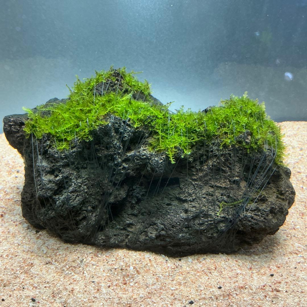 【第四種郵便】G南米モス活着ゴールデン付き流木とジャワモス活着溶岩石543g
