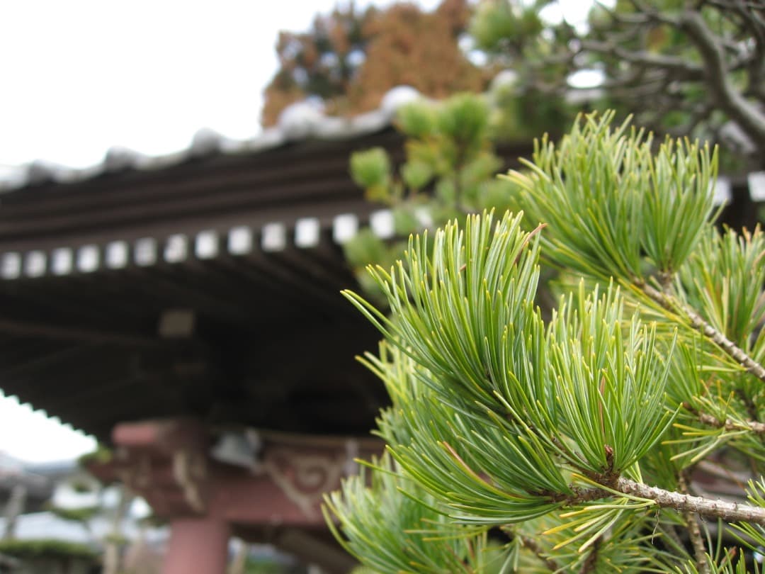 実写良⭕️【動作確認済】Canon IXY DIGITAL 800IS