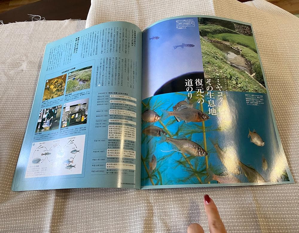 日本の天然記念物「魚・甲殻類セット6冊」フィギュア付き　ニホンザリガニ タイ他