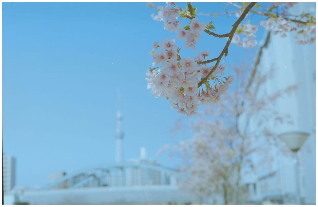 レンズ(単焦点) Canon 50mm F1.8 LTM