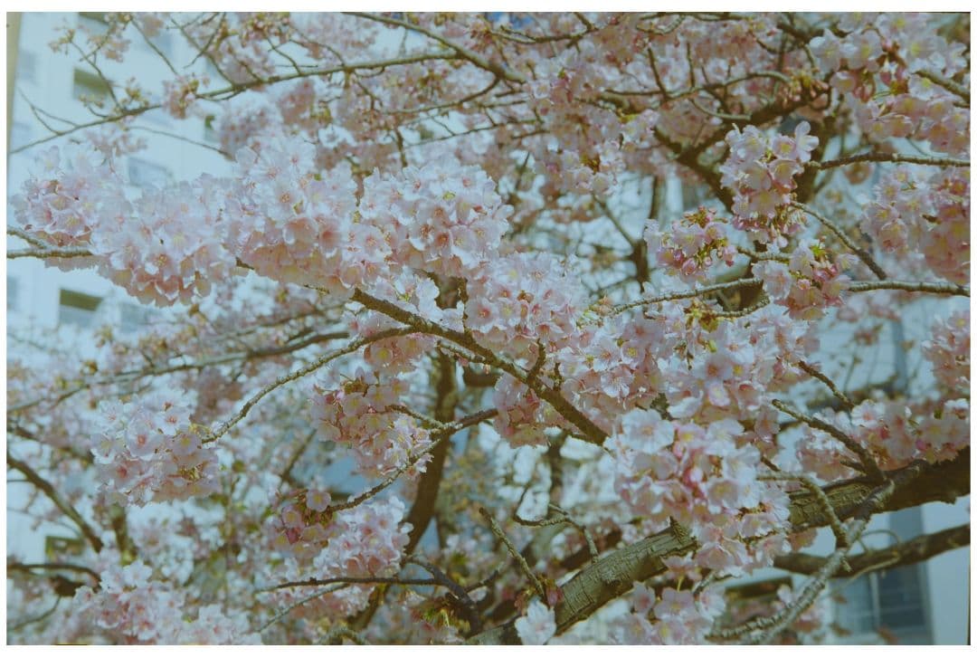 レンズ(単焦点) Canon 50mm F1.8 LTM