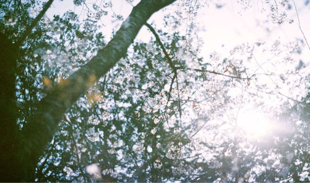 FUJICA ST801 Carl Zeiss jena 2.8/50（オマケ）