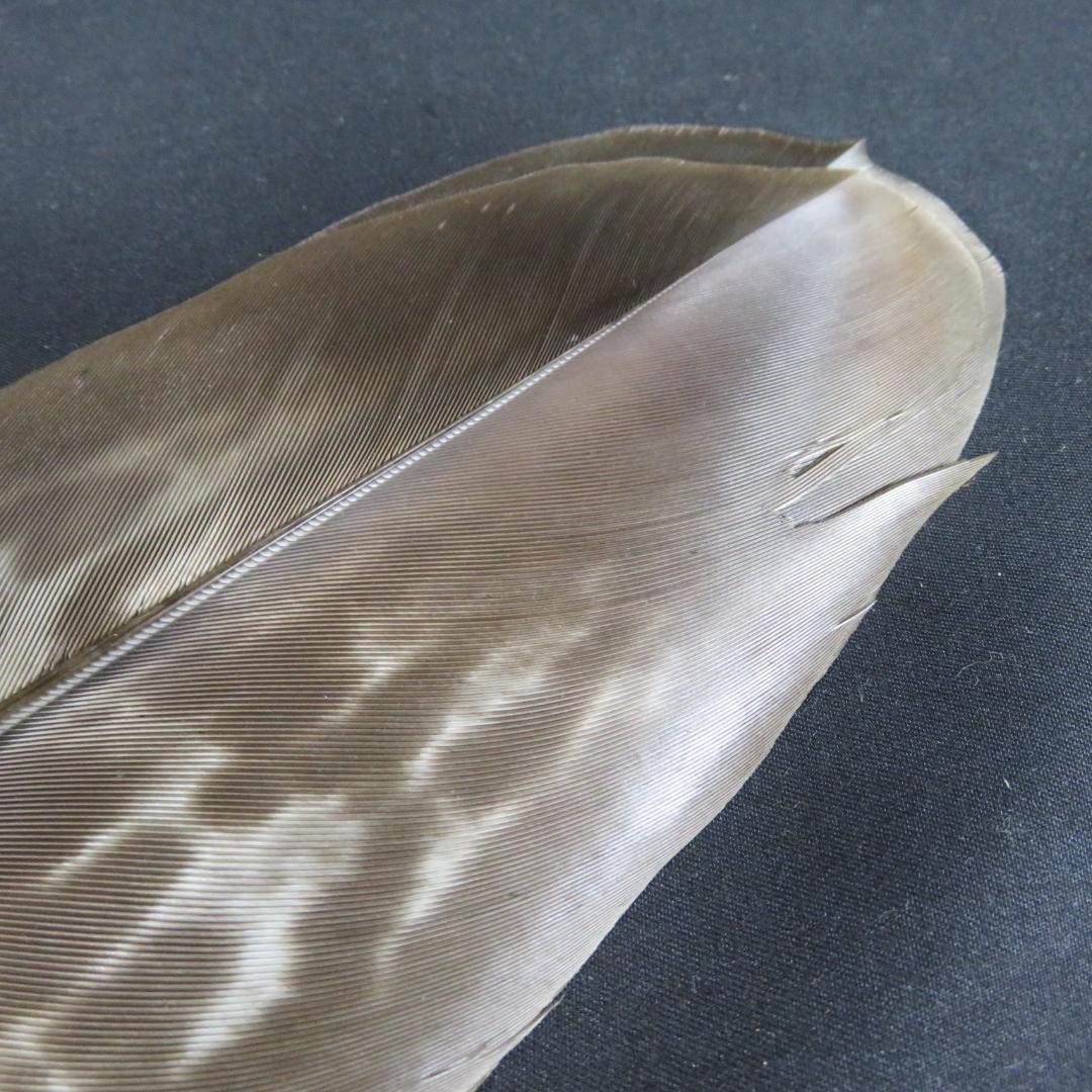 羽箒 羽根箒 茶道具 茶の湯 三つ羽根 紙箱 鳥