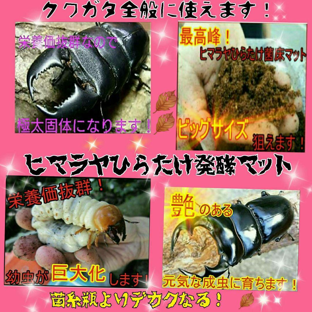 送料無料！カブトムシ幼虫の餌！栄養価抜群なので大きくなります！クワガタにも使える