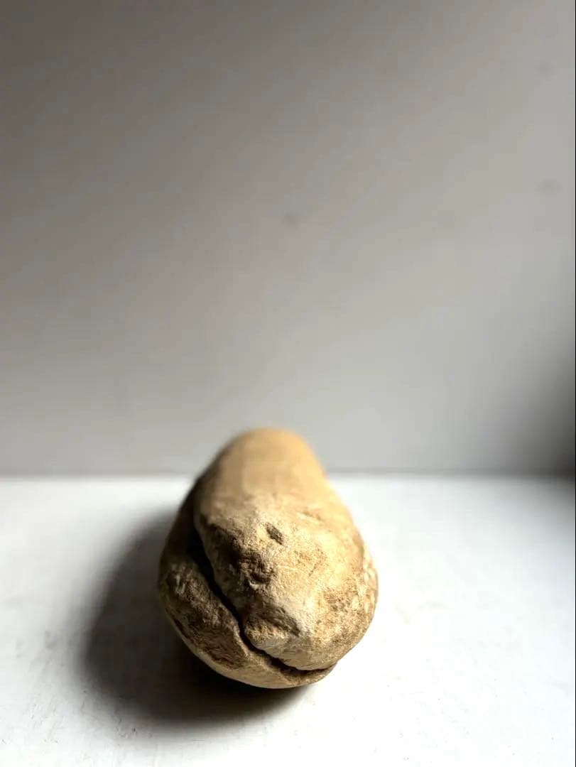 972 化石 白亜紀前期 古代魚 タルリアス・アラピス ブラジル サンタナ層