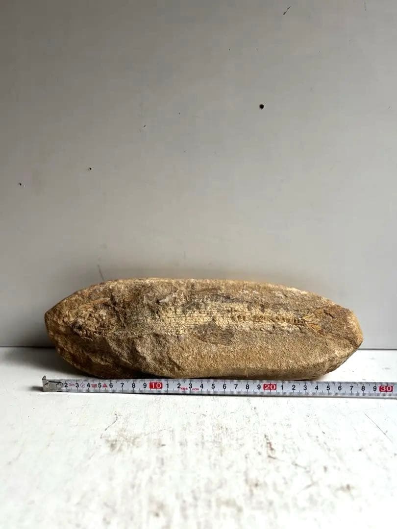 972 化石 白亜紀前期 古代魚 タルリアス・アラピス ブラジル サンタナ層