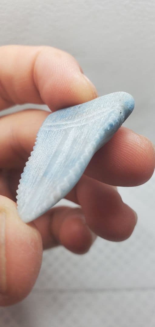 糸魚川翡翠 入りコン沢 サメの歯の化石風 メガロドン？
