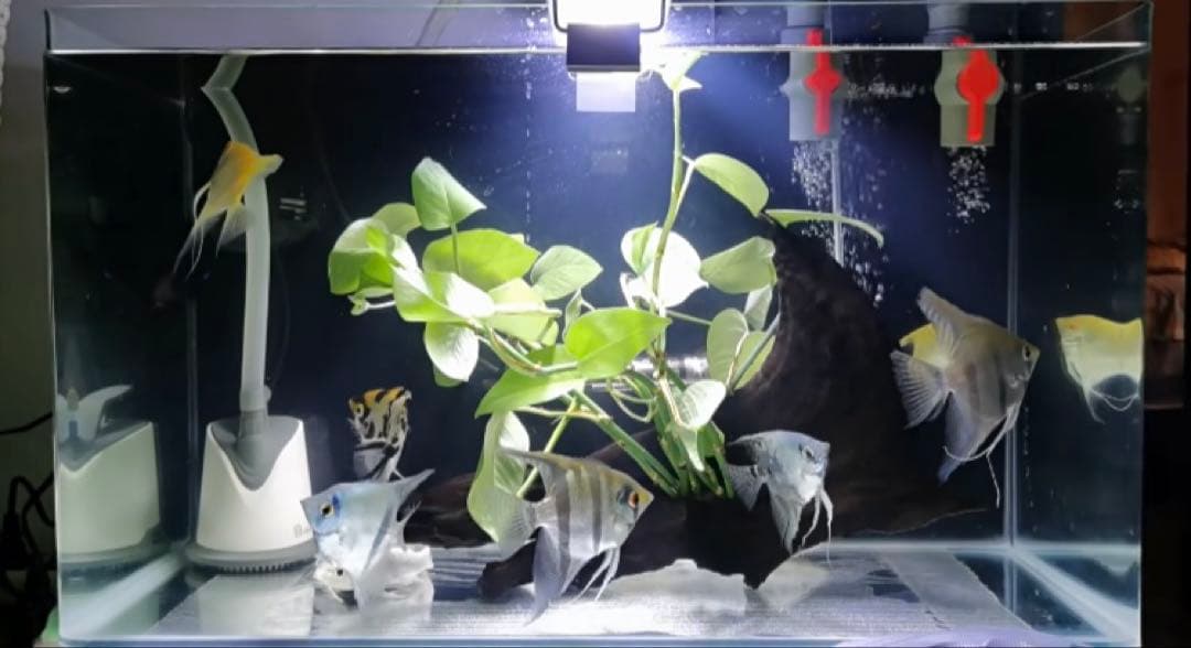 万能濾過装置1段階ろ材満タン付き三段式万能濾池大型水槽濾過層 フィルター送料込み