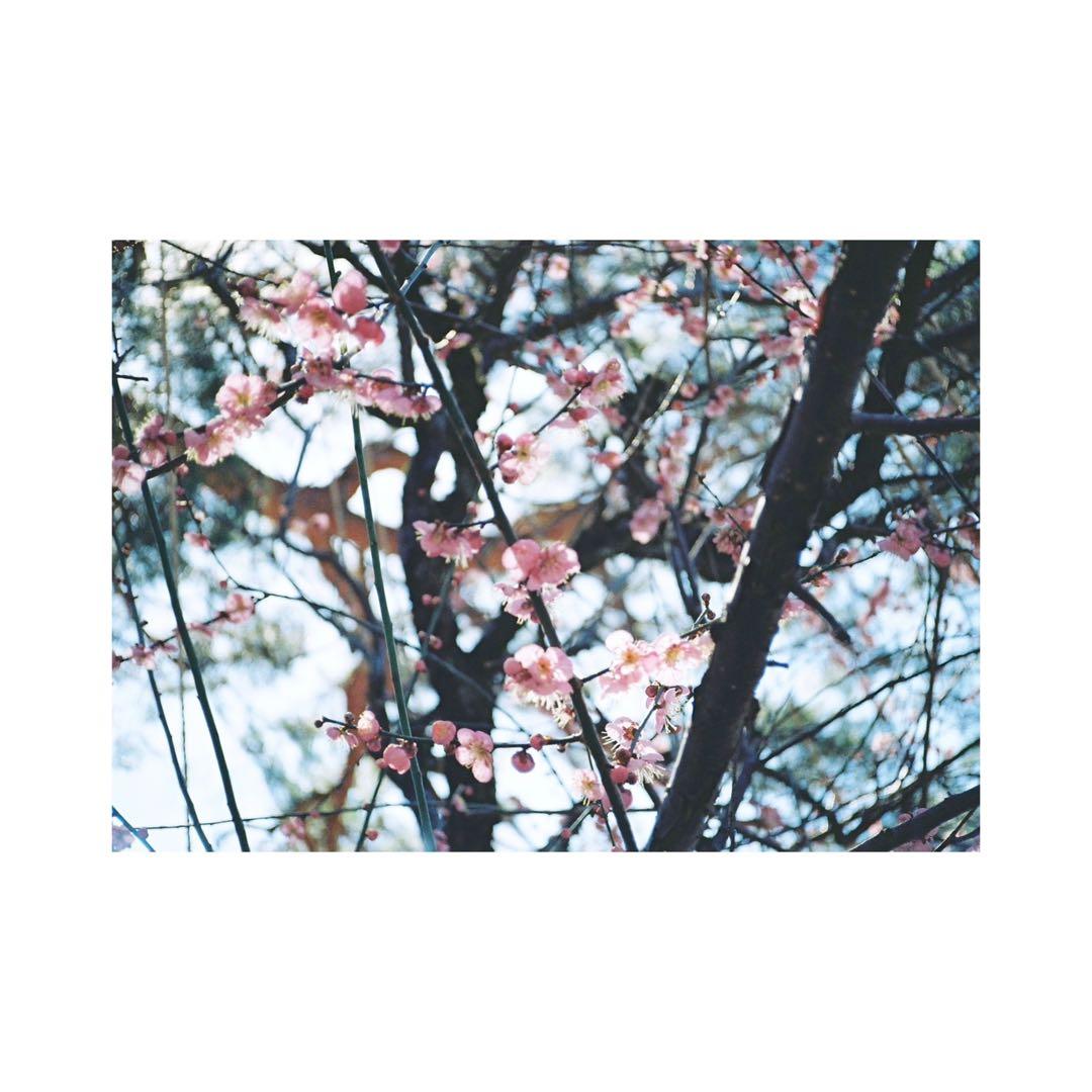 ⌘完動品！ 電池付き、作例あり！ Canon Autoboy mini T⌘