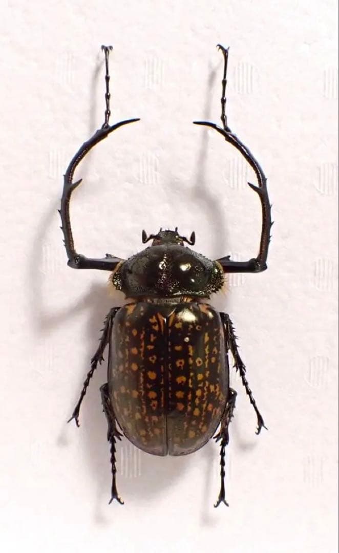 特選個体　色がいい　ベトナム　特大　テナガコガネ　標本　corompti?
