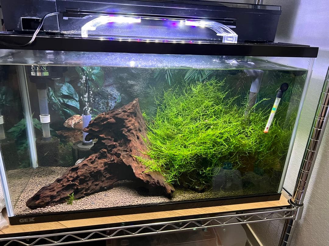 水槽用 流木