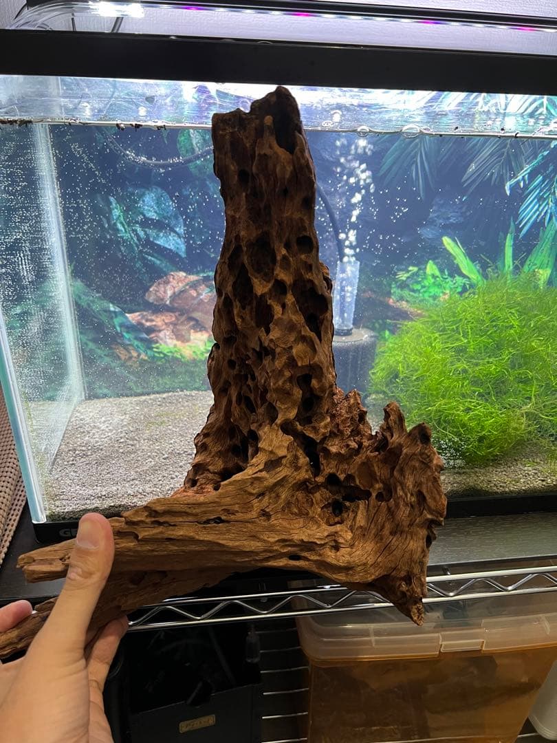 水槽用 流木