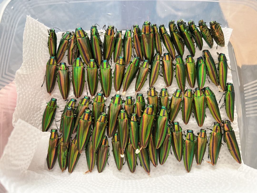 ジ*ン様 緑色の昆虫標本セット タマムシ 30匹