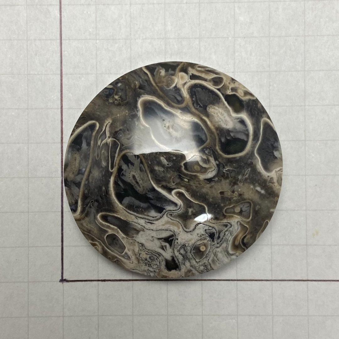 ペトリファイド パームウッド（珪化木）　ルース　天然石　化石　a10058
