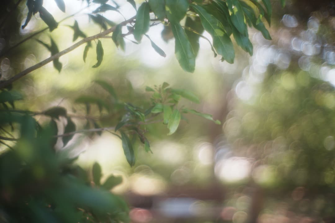 【ジャンク】Canon 50mm F1.2 ライカL39マウント 211