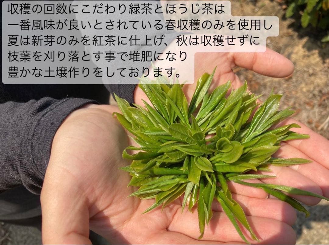 【年末年始限定】新年のお供に♪大福茶ティーバッグ3g×20個(抹茶入り玄米茶)