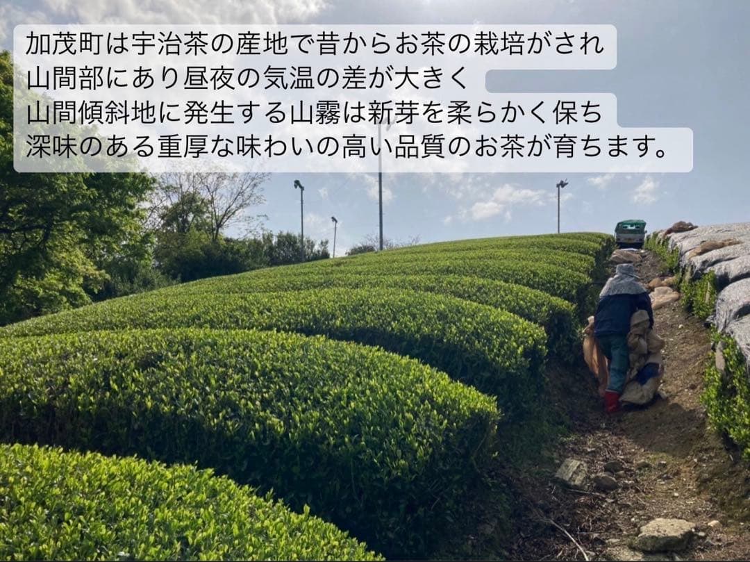 【年末年始限定】新年のお供に♪大福茶ティーバッグ3g×20個(抹茶入り玄米茶)