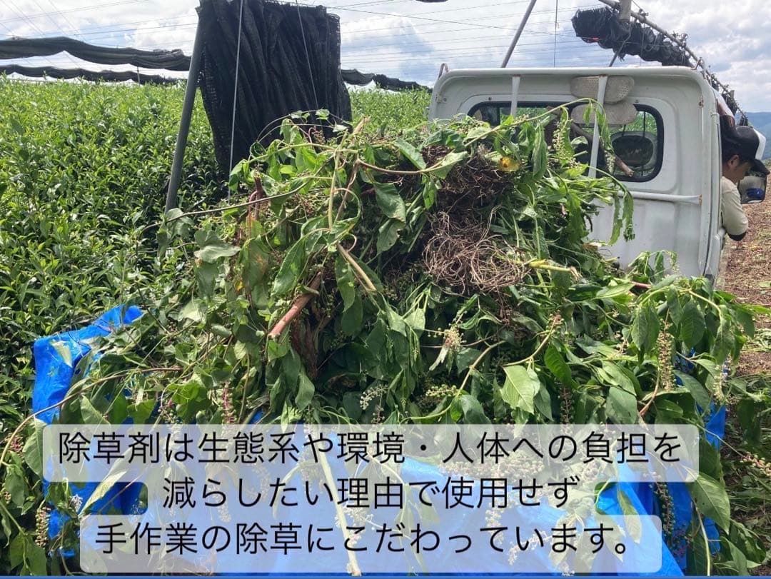 【年末年始限定】新年のお供に♪大福茶ティーバッグ3g×20個(抹茶入り玄米茶)