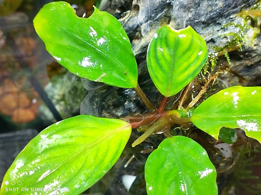逆キシィ Bucephalandra malinau ブセファランドラ マリナウ