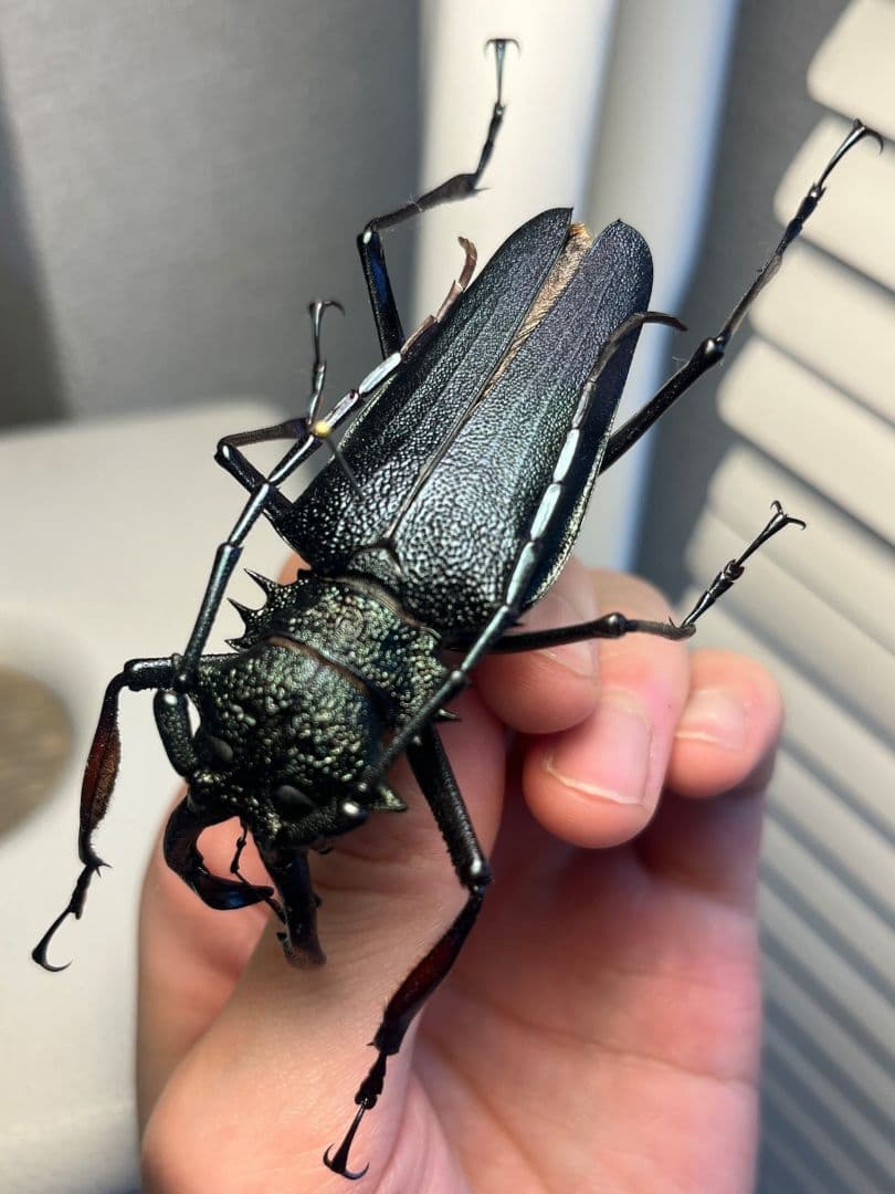【BIG】ルリオニカミキリ ムラサキオニノコギリカミキリ キンオニ 昆虫標本