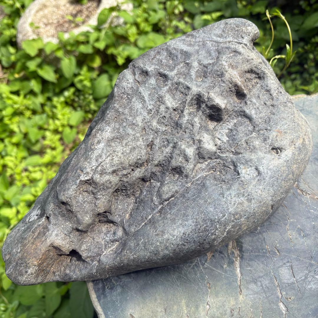 【お値下げ 希少 八海山石6.5kg ウブ石】アクアリウム ジャグレ石 水無川
