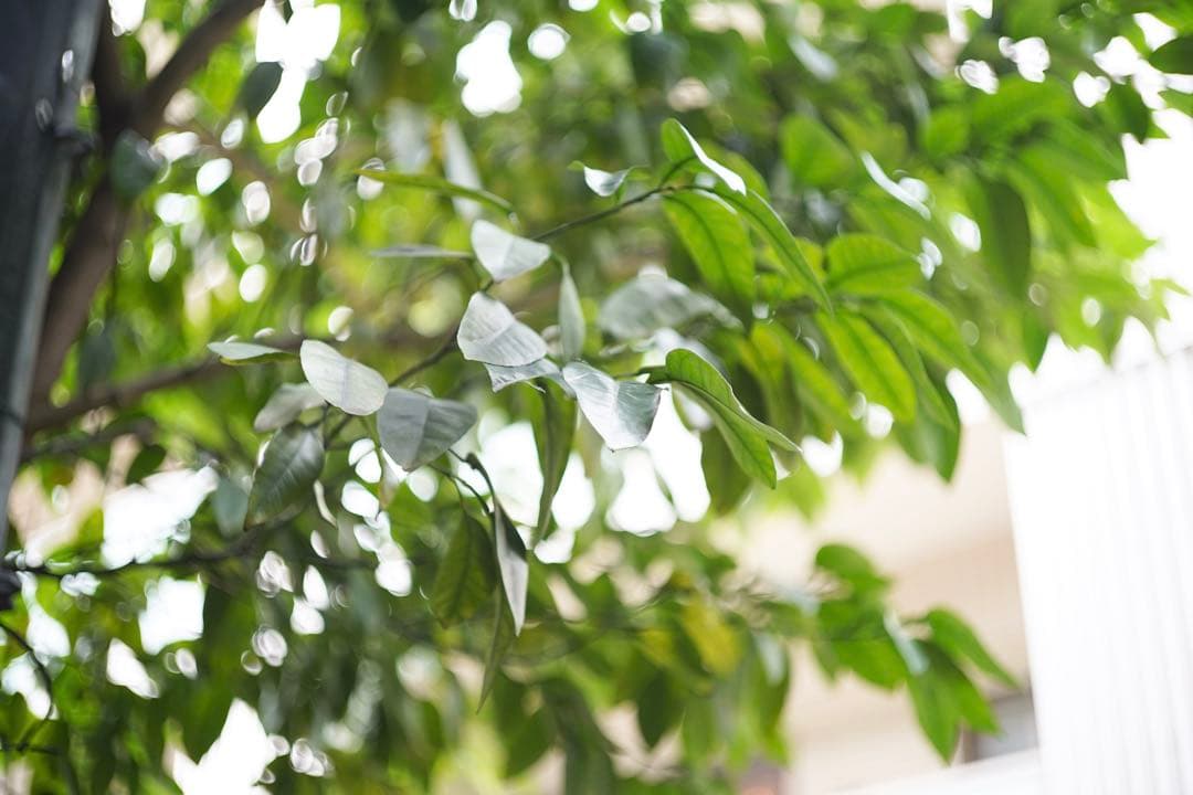 【希少】Leica｜トリウムズミクロン 50mm/F2 沈胴《ライカMマウント》