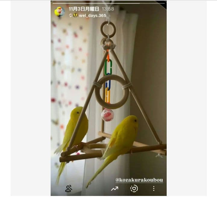 6　バードアスレチック　2段ブランコ　インコ　バードトイ　止まり木