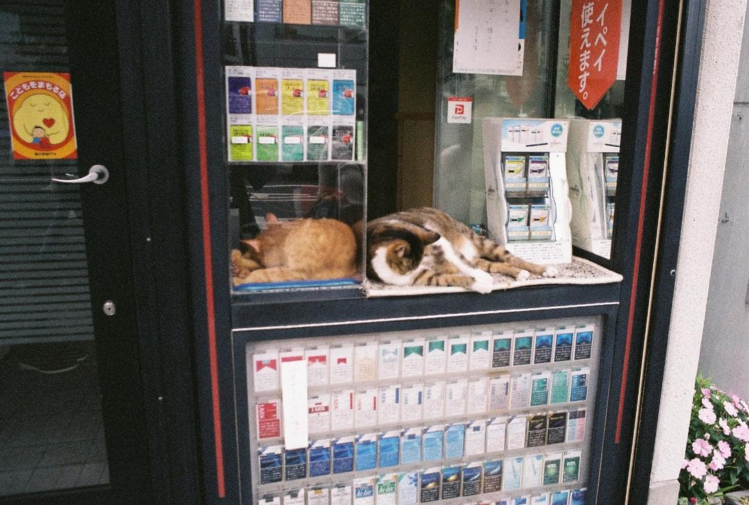 OLYMPUS OM-1 フィルムカメラ 《動作確認済》50mm f1.4