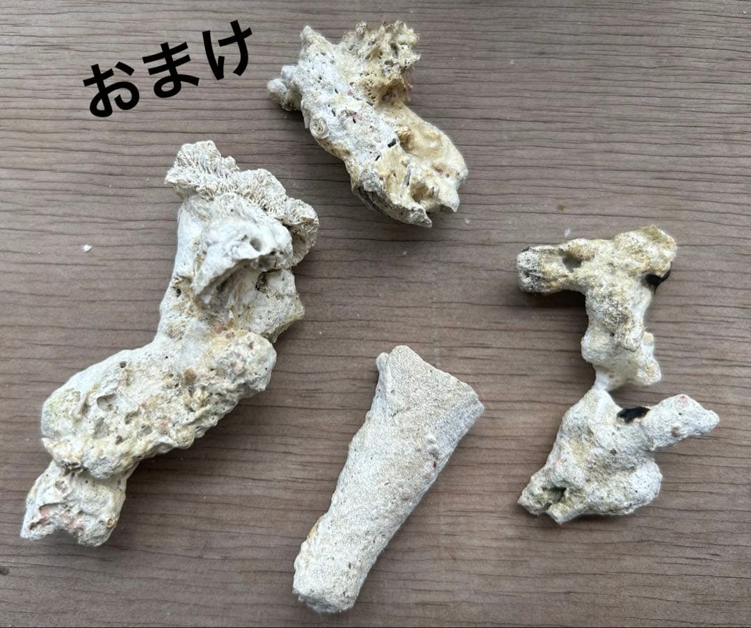 水槽用天然ライブロック　約1.8キロ 洗浄済み　6点セット