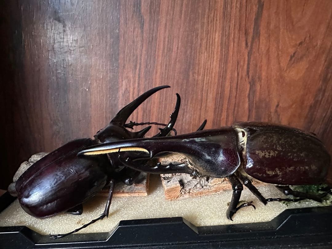 コーカサスオオカブトとヘラクレスオオカブト標本