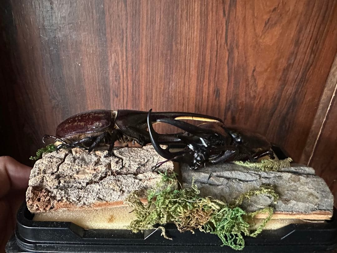 コーカサスオオカブトとヘラクレスオオカブト標本