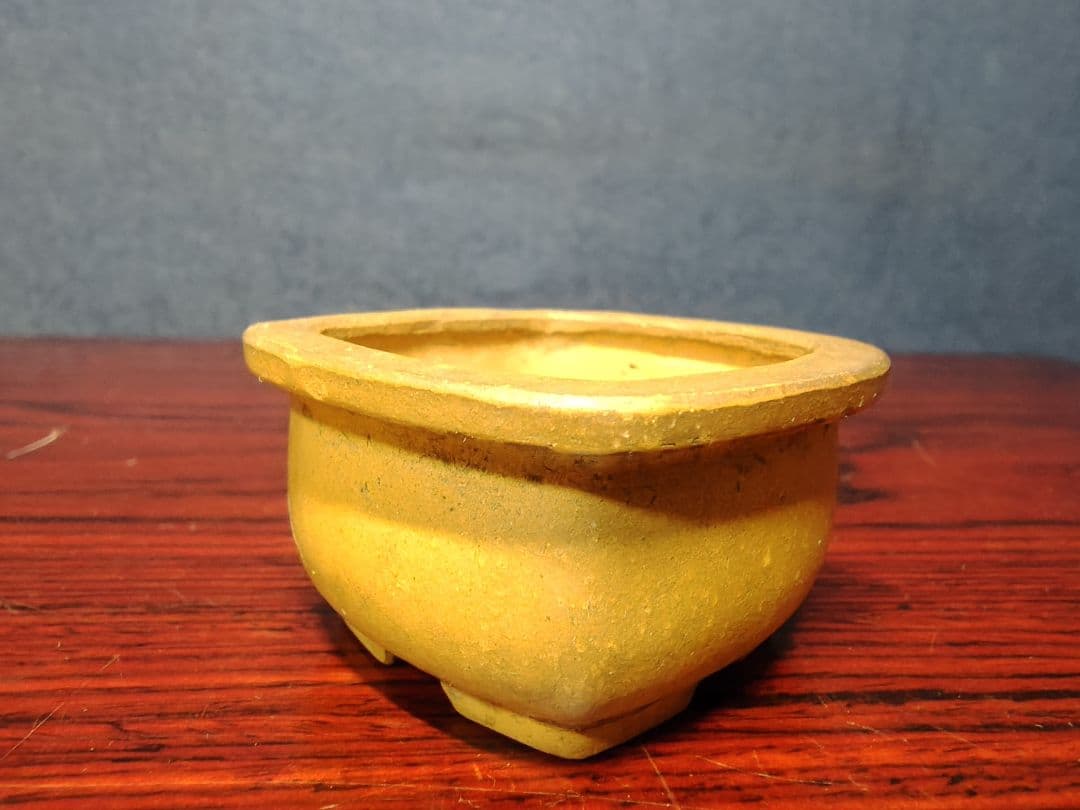盆栽小鉢　　【和雀】　　希少品　　早い者勝ち