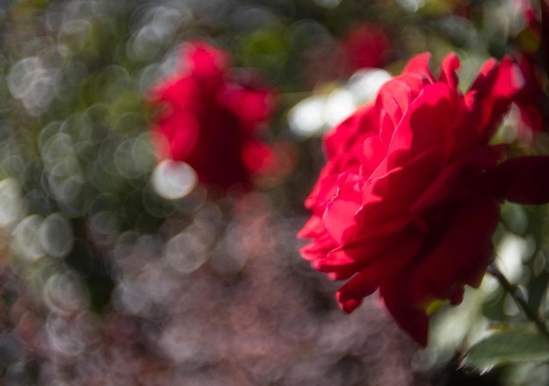 レンズ(単焦点) WOLLENSAK 1INCH F1.5 CINE-VELOSTIGMAT