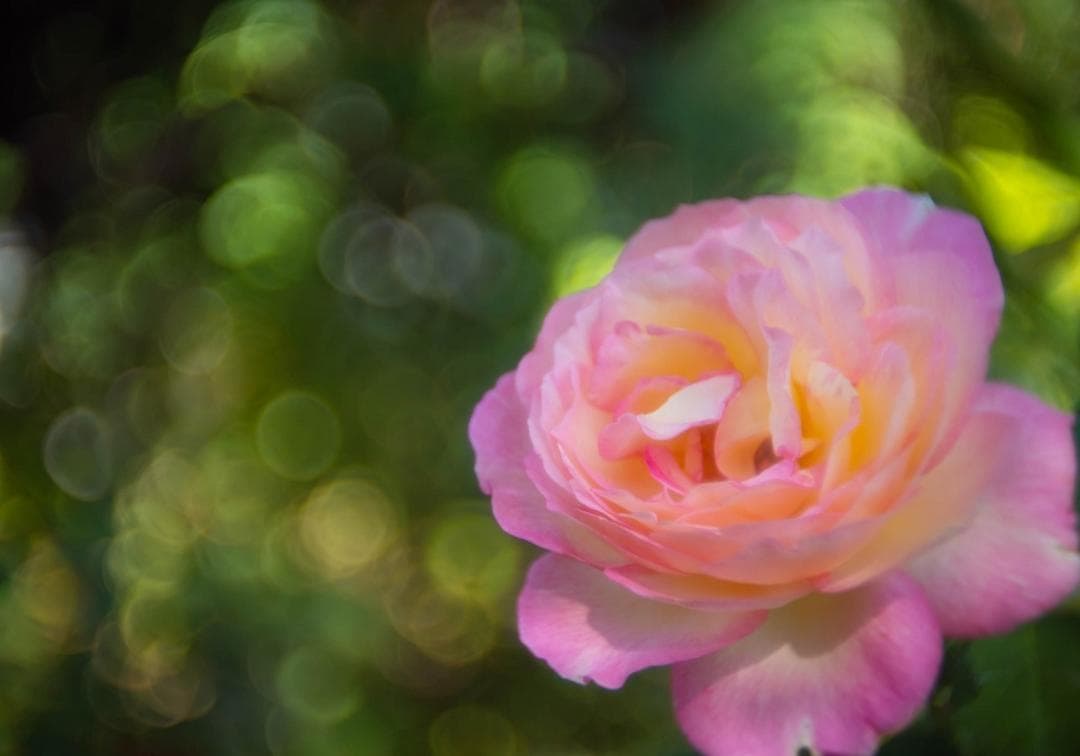 レンズ(単焦点) WOLLENSAK 1INCH F1.5 CINE-VELOSTIGMAT