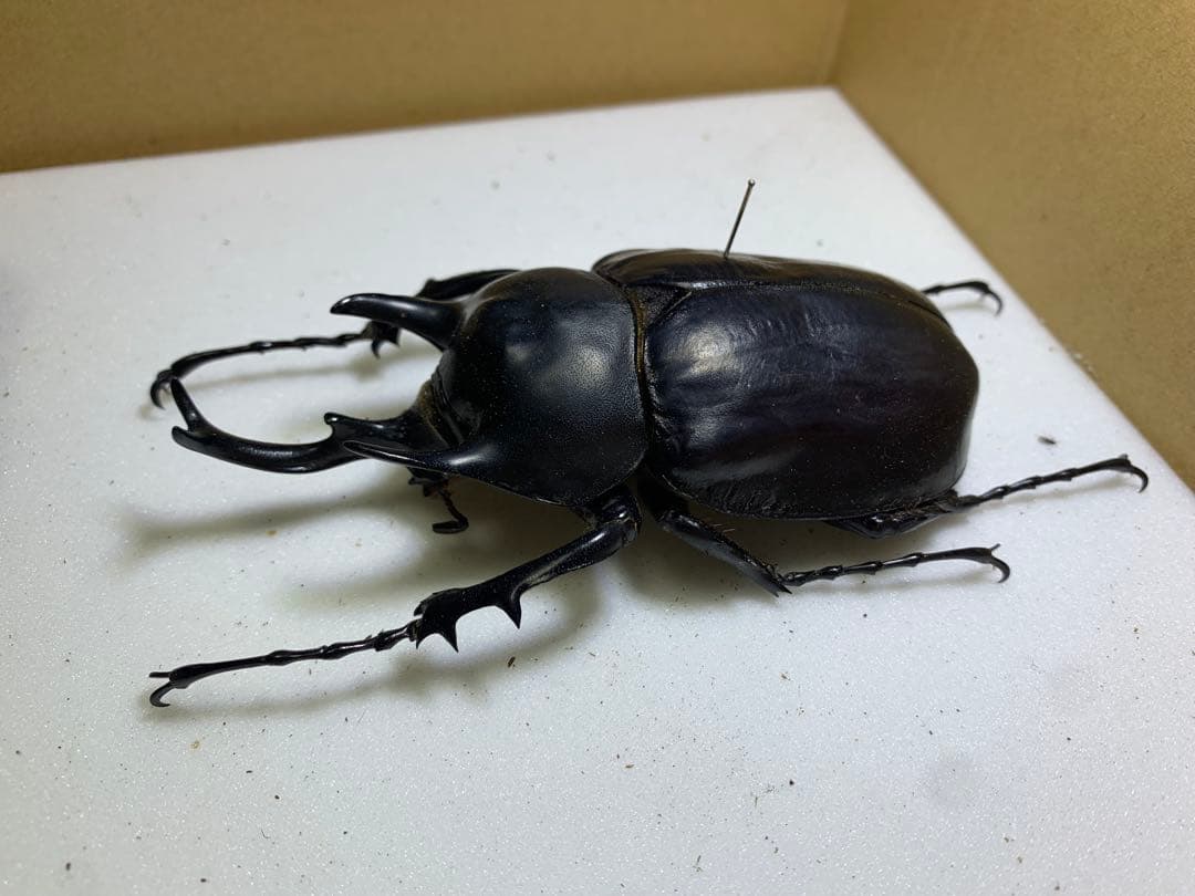 レックスゾウカブト　♂ 野外品