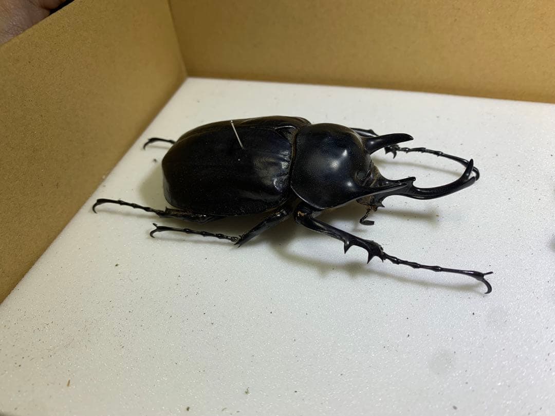 レックスゾウカブト　♂ 野外品