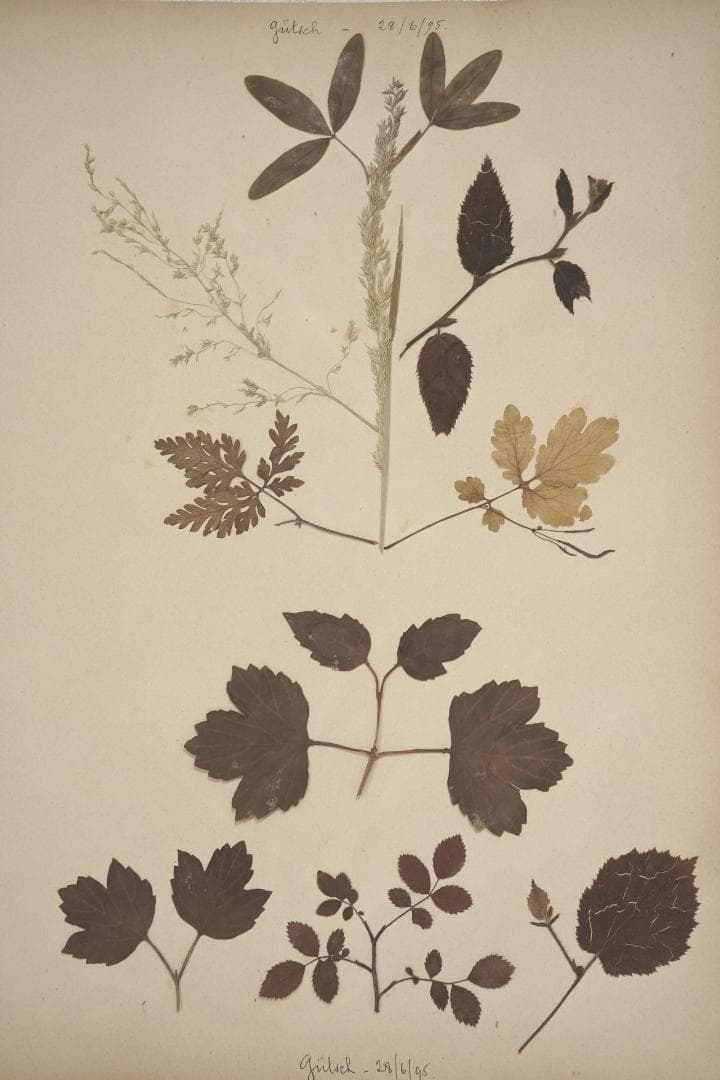 1895年 植物標本11枚セット フランスアンティーク 押し花 ドライフラワー