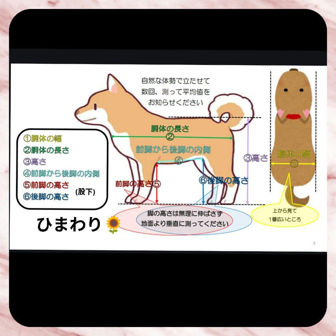 M.シュナウザー4輪　リハビリ　食事補助　犬用車椅子　介護用　犬の歩行器