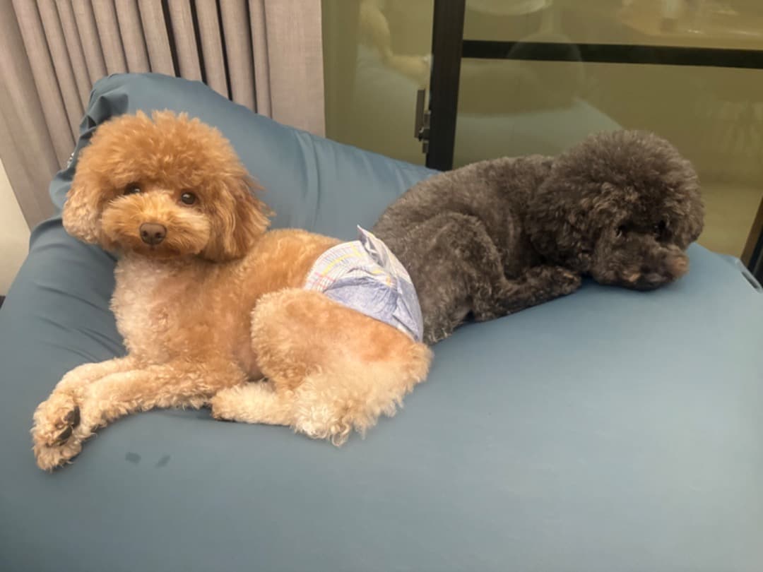 未開封新品トゥルースリーパー　猫　犬　ベッド